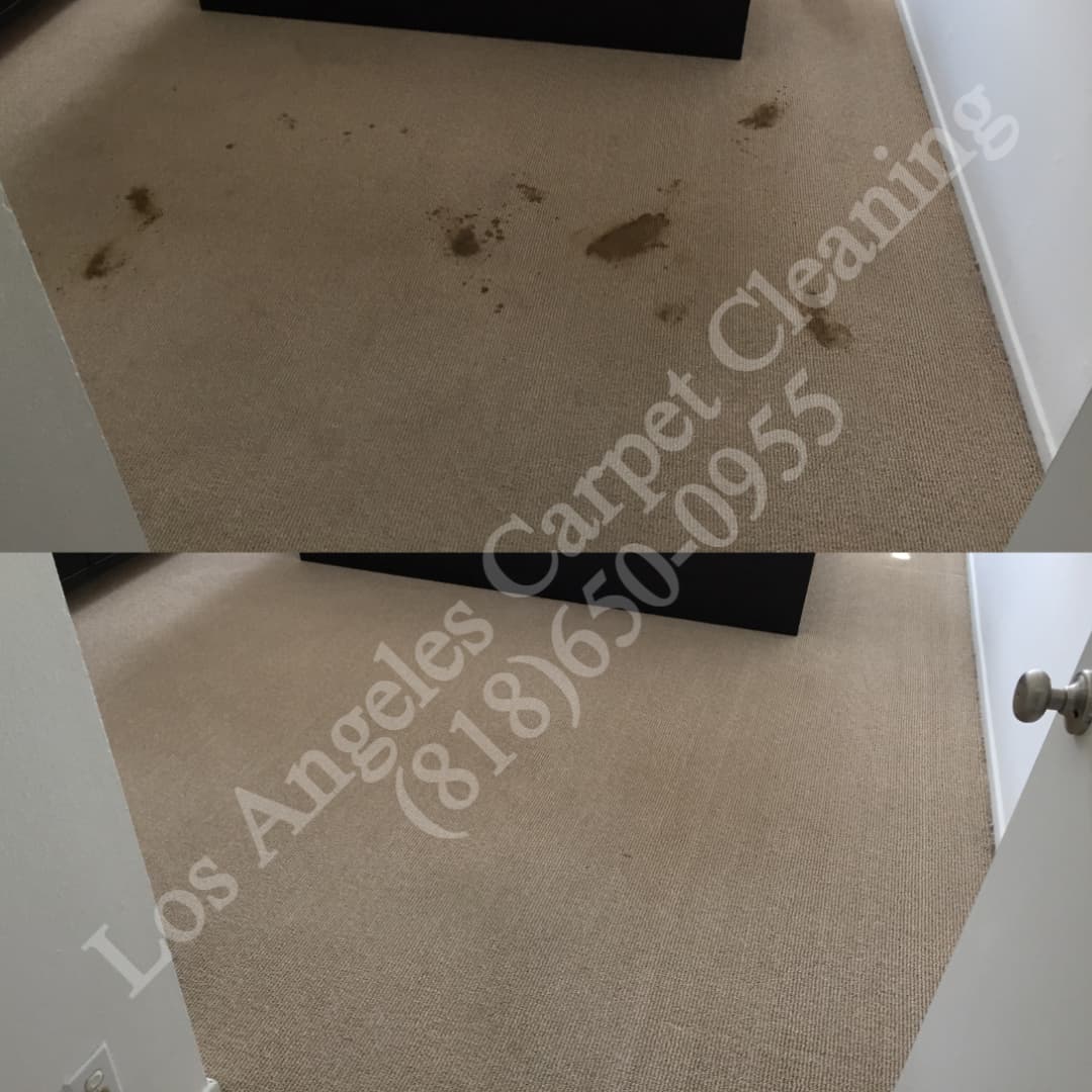 Carpet Pet Stain and Treatment with Los Angeles Carpet Cleaning